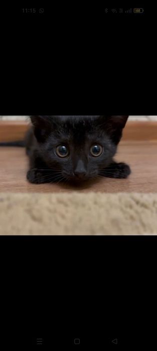 Отдам котенка 2,5 месяца девочка