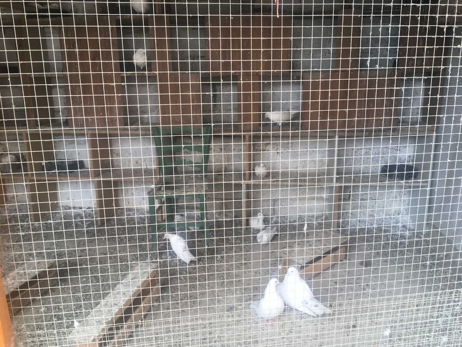 Продавам закъртени бемкалии (карабенлии)