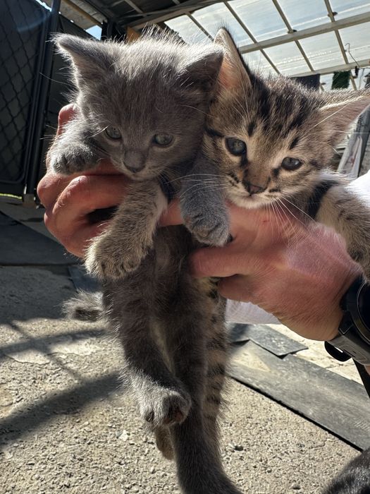 Котята бесплатно