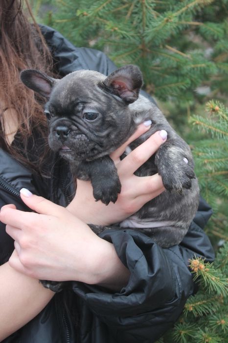 Французкие бульдоги мальчишки!