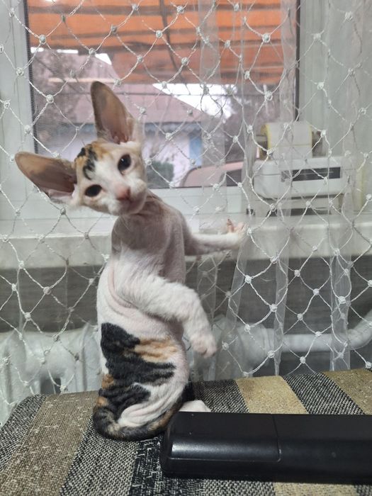 Продам котят сфинкса.