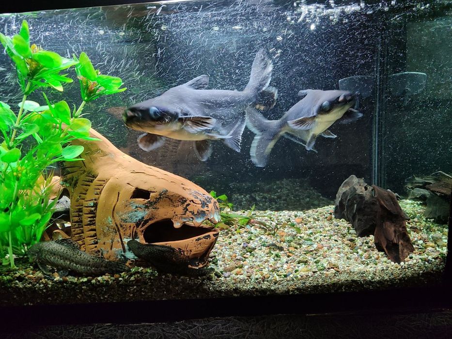 Пангасиус(акулий сом)