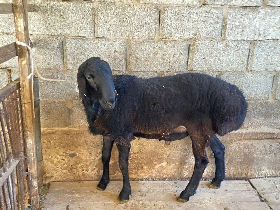 Қошқар бордақы семіз бидайда тұрған