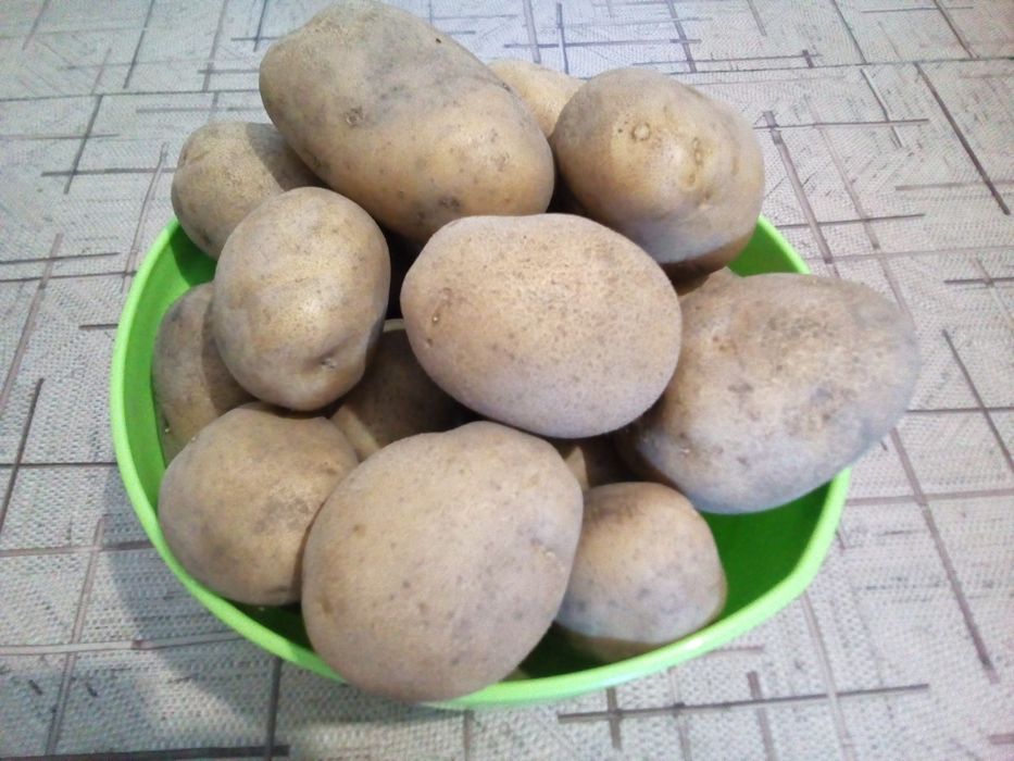 Картошка домашняя