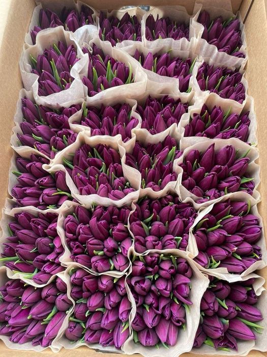 Тюльпаны оптом с теплицы 2026 сезон открыт!