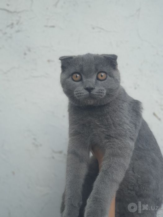 Продаётся пародистая кошка