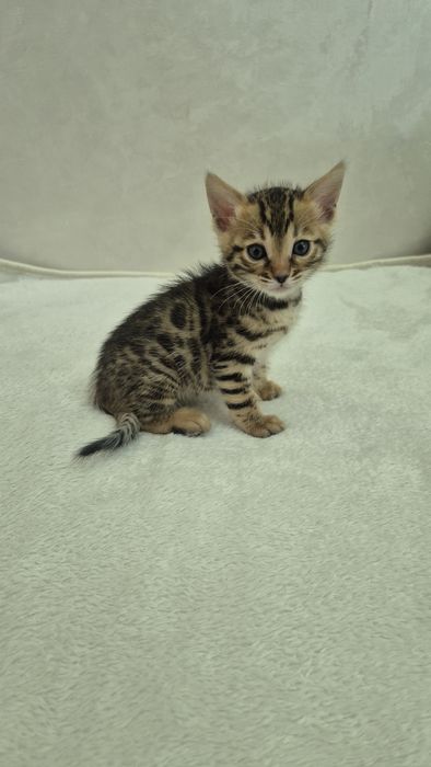Бенгальские котята
