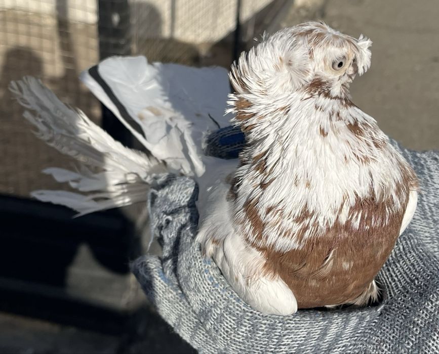 Продам красно рябого голубя