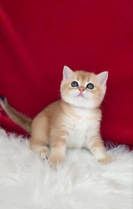 британская короткошерстная  деволочка золотая шиншила чистокровная