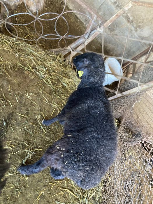 Козы.              .