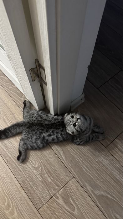 Кошка, вислоухая