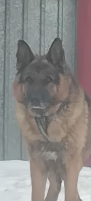 Овчарка сатылады