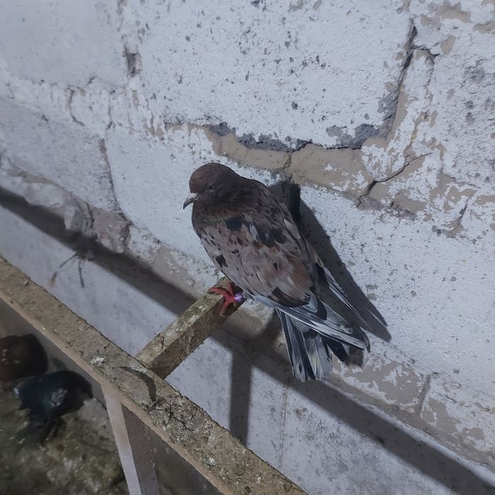 Орех самка ширик 17хвост