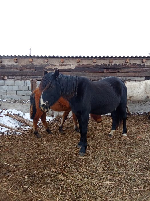 Продам лошадь.кабыла и жабагы