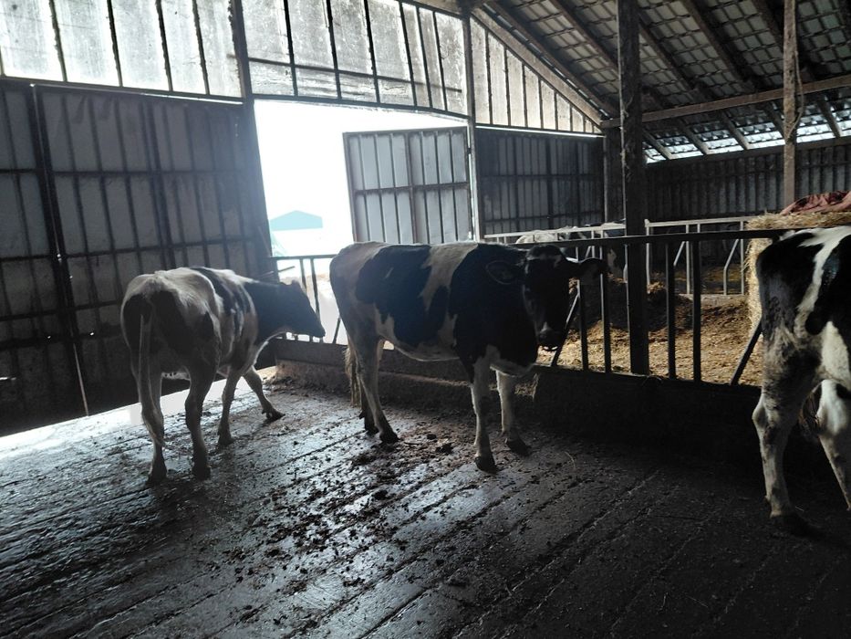 Vand câteva juninci gestante și negestante