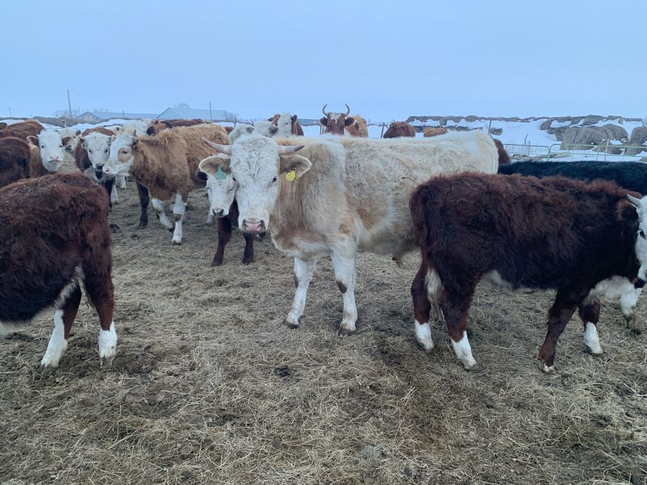 Продам КРС  обши сатылады