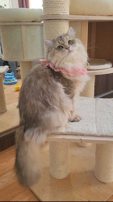 Fetita british longhair blue golden, pedigree, lipicioasa