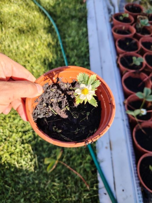 Stoloni ghiveci capsune produc tot anul butasi mure