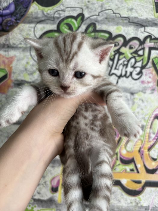 продам котят породы Скоттиш фолд