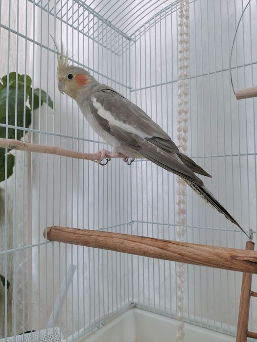 Продам попугаев Корелла