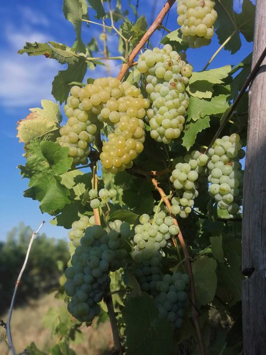 Грозде Каберне Совиньон 2025 Мускат отонел, Совиньон Блан , Траминер