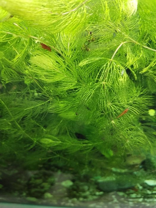 Роголистник аквариумное растения