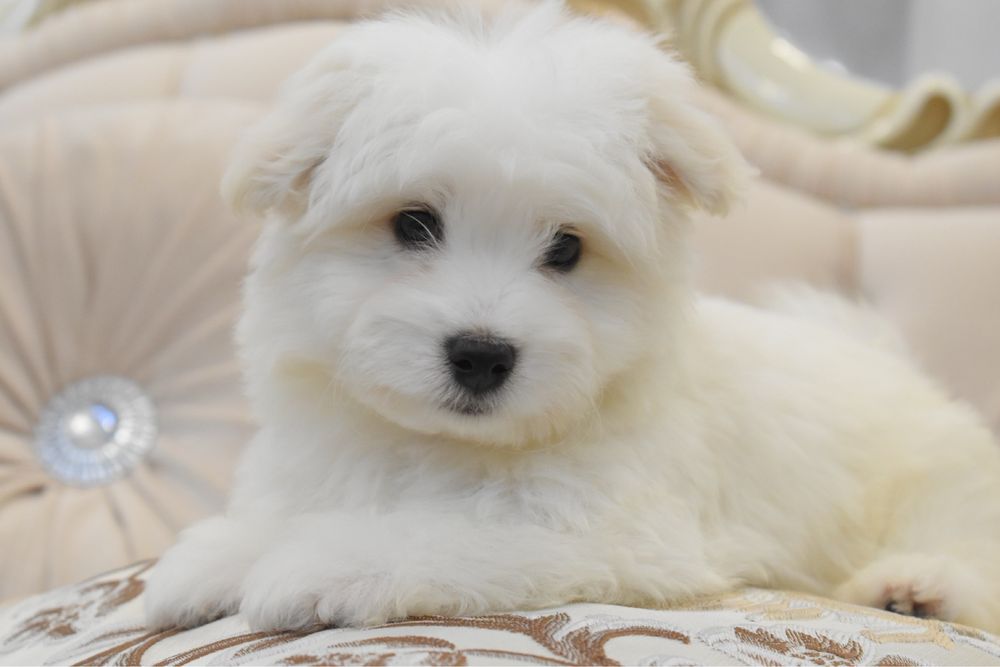 Cățel bichon maltez