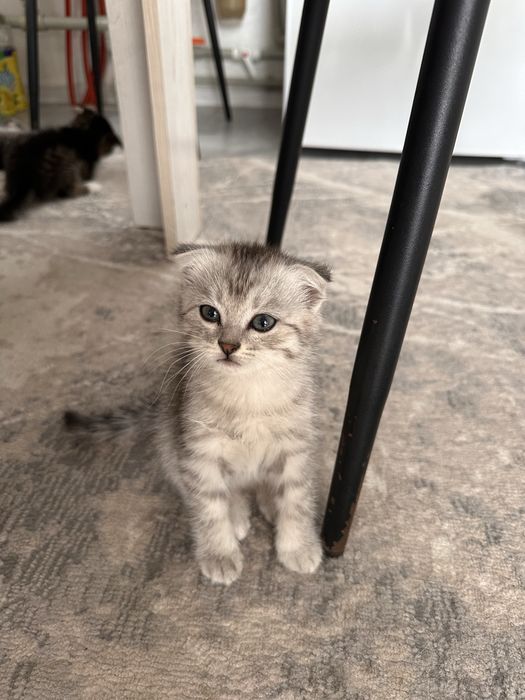 Отдам котят в добрые руки