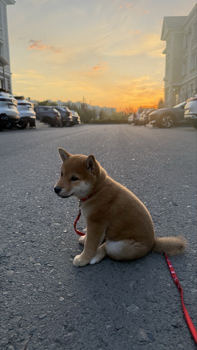 Щенок породы Сиба ину