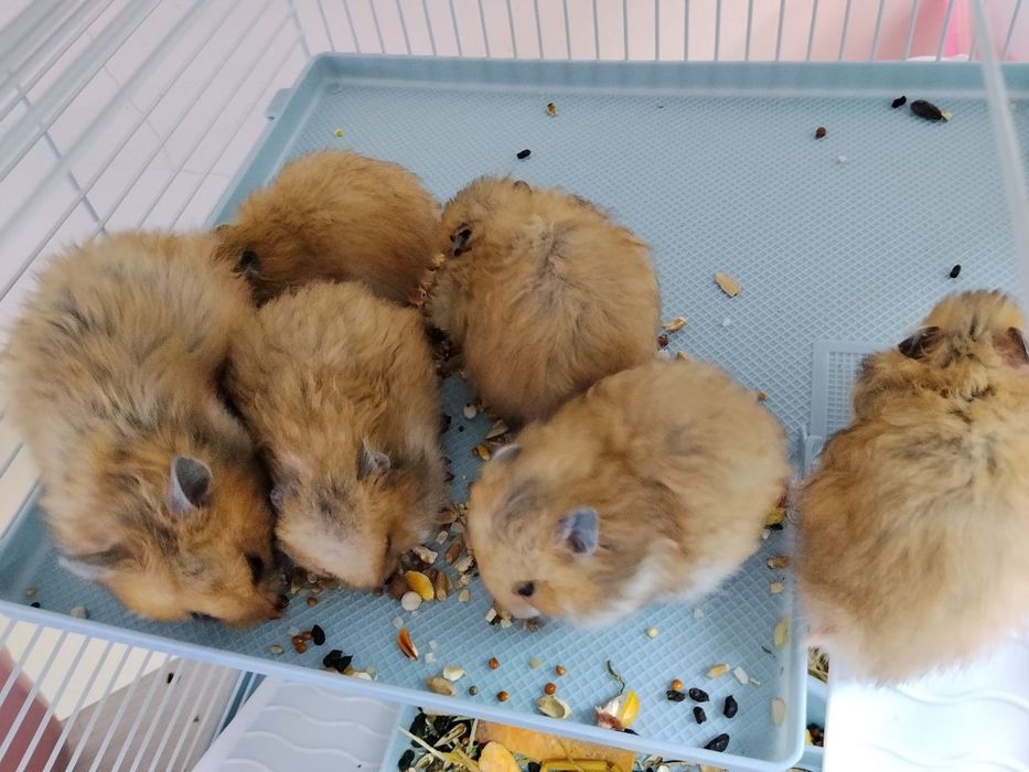 Сирийские хомяки