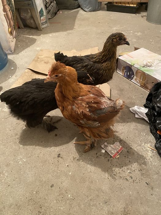 Продам домашные цыплята