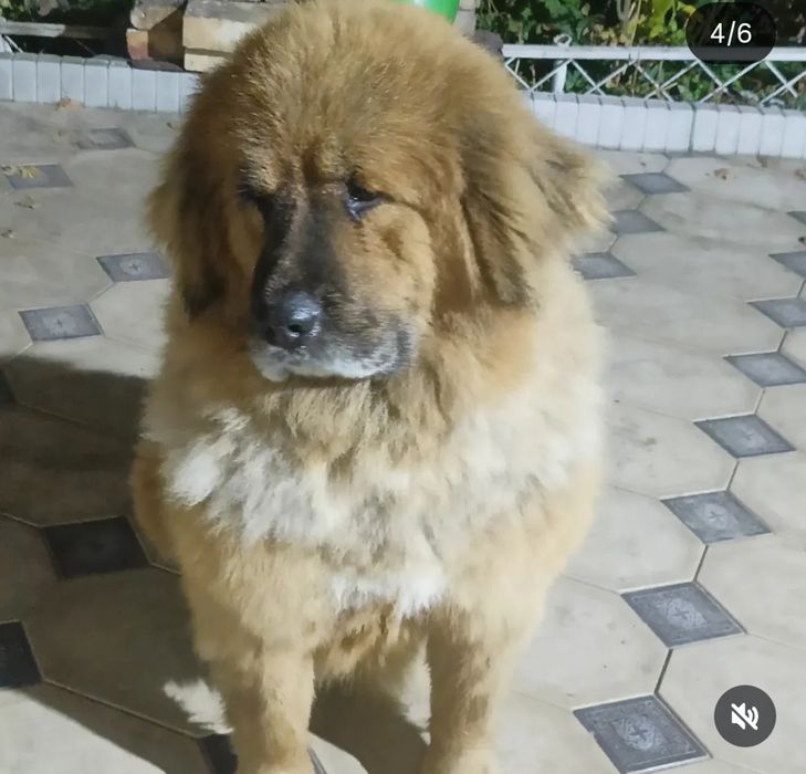 Тибетский мастиф ,бесплатно