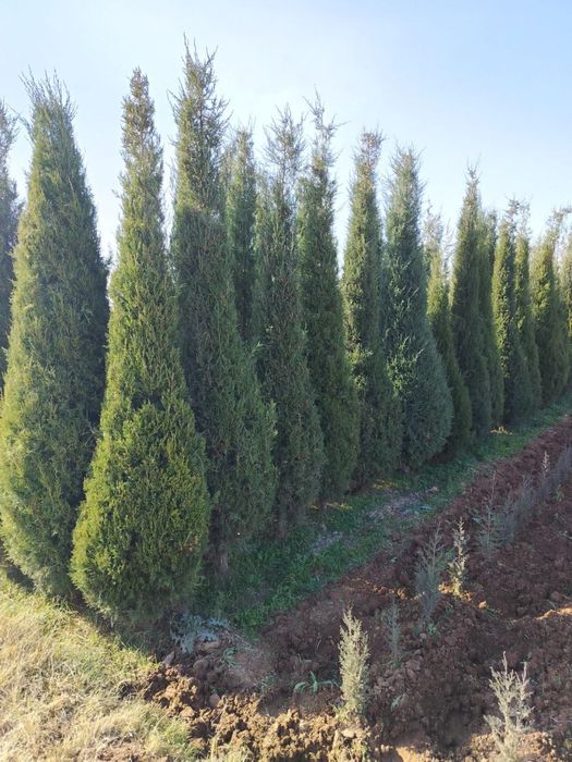 Манзарали кўчатлар – Оптом сотилади. Республика бўйлаб доставка mavjud