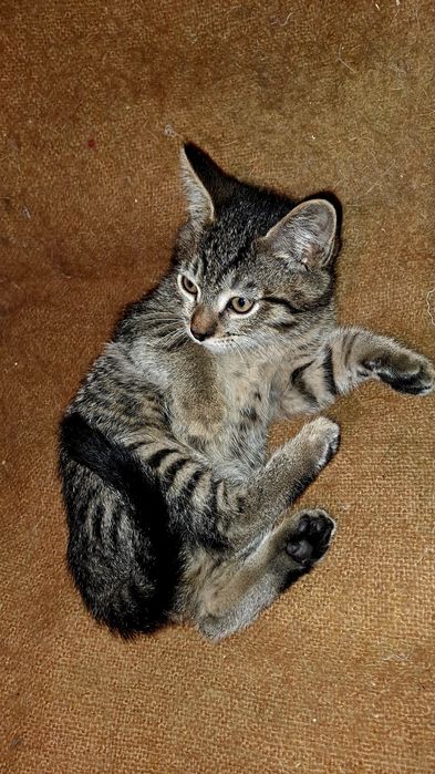 Отдадим котенка серого окраса, мальчик.