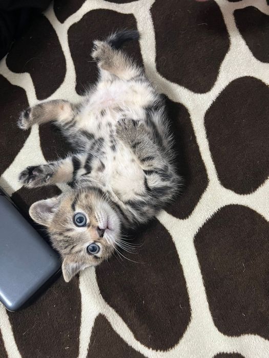 Продам котенка породистого