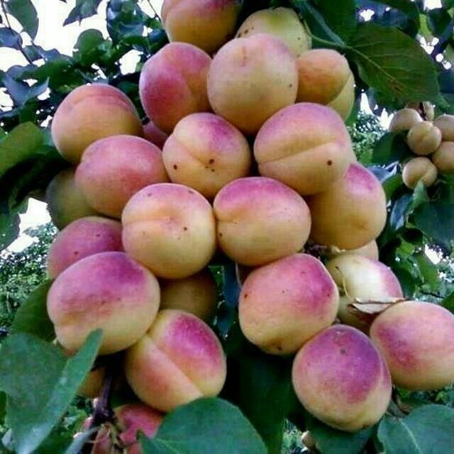 Koʻchatlar va Dekarivlar optim