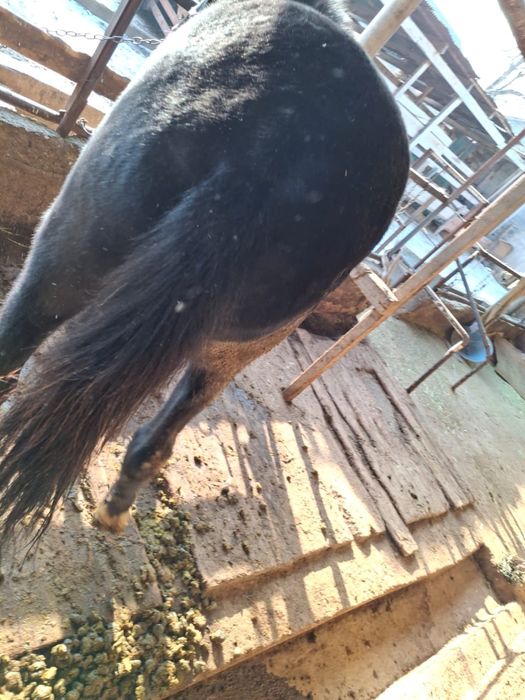 Байтал сатылады. …….