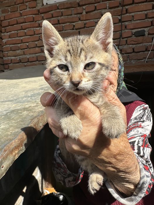 Donez pui de pisică 6 saptamani