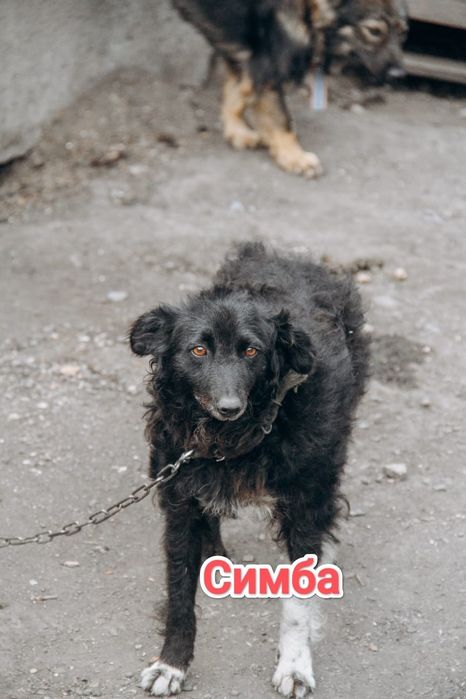 Дарю в добрые и ответственные руки