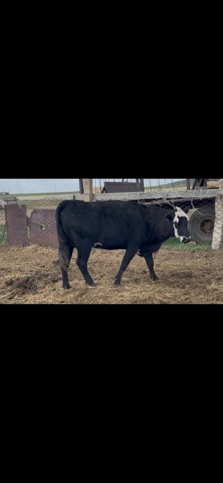 Коровы  ангусы на продажу