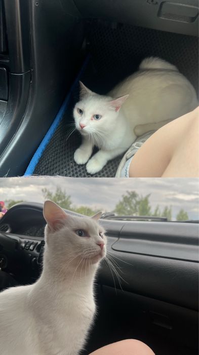 Потерялся домашний кот