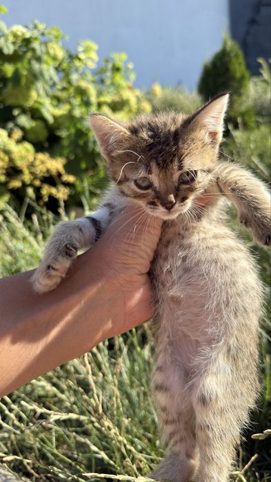 Отдам котят в добрые руки