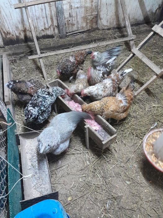 Инкубационное яйцо