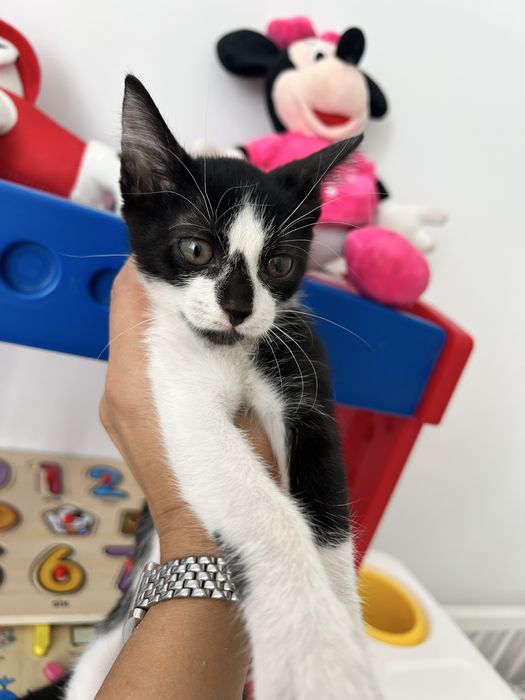 Constanta adoptie pisica