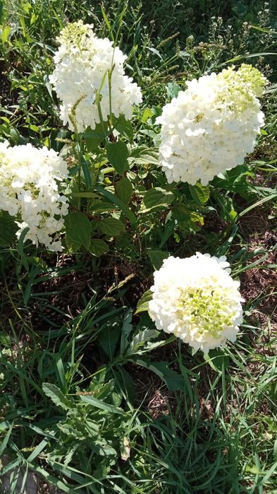 Продам дачу, реальному покупателю торг