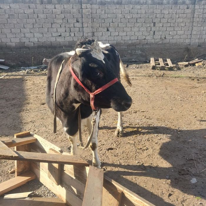 Sigir sotiladi  sogʻlom