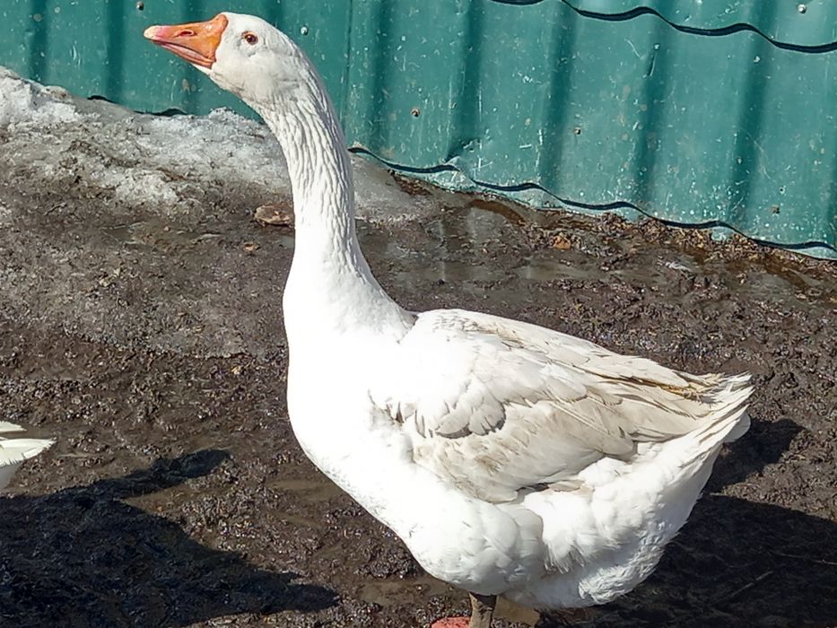 Продам молодых гусаков