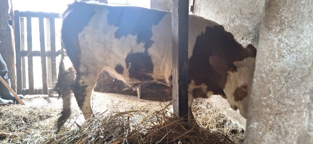 Vând Jurinca şi Taur