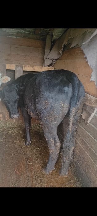 Vițea angus de vânzare