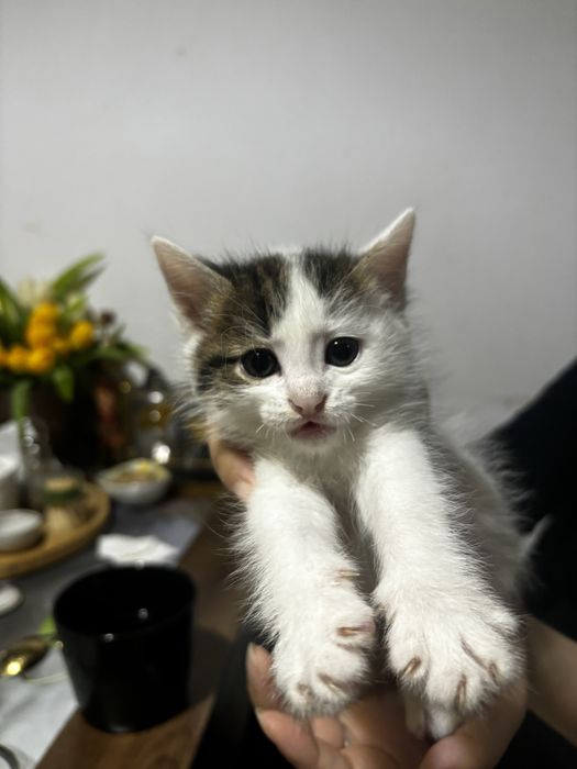 Отдам котят  в добрые руки 5 недель
